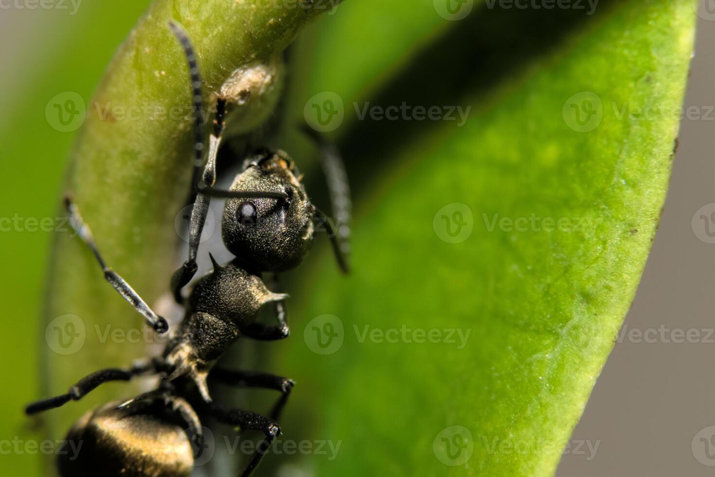 mier op een plant foto