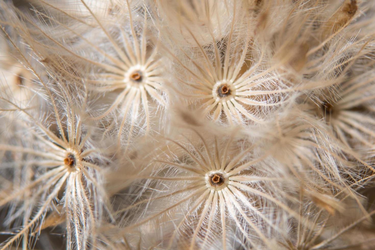 bruin wilde bloemen close-up foto