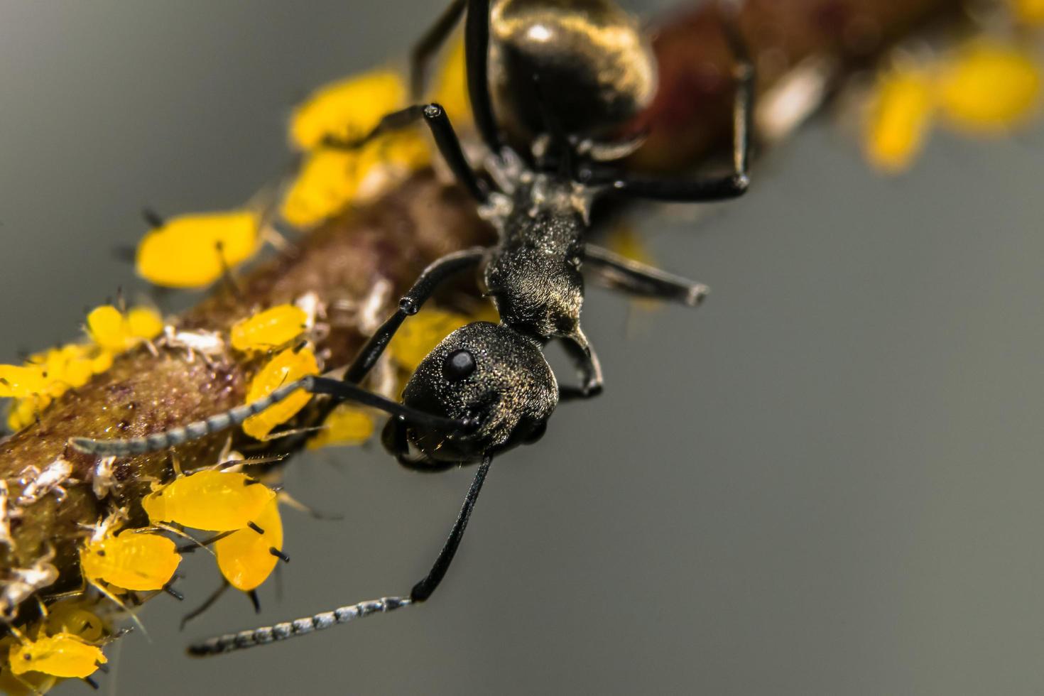 mier op een plant foto