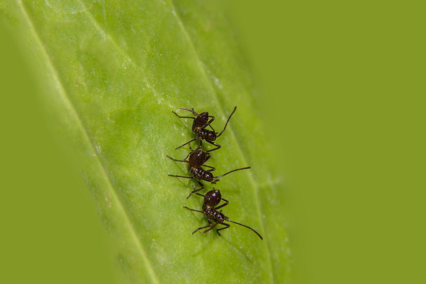 bruine mieren op een blad foto