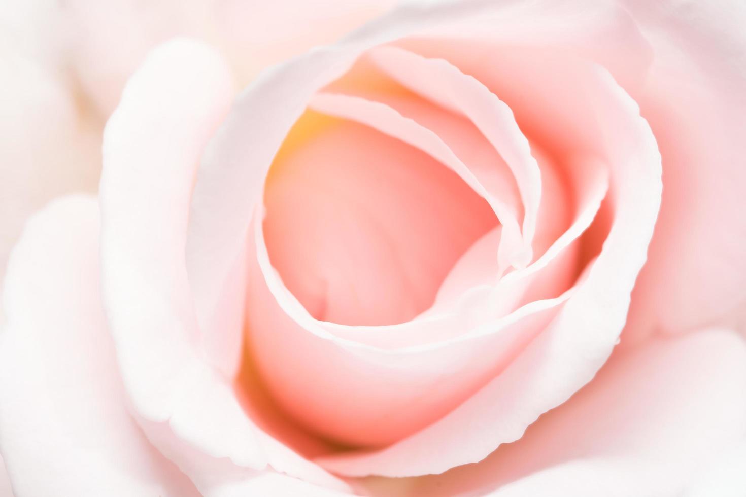 roze roos close-up foto