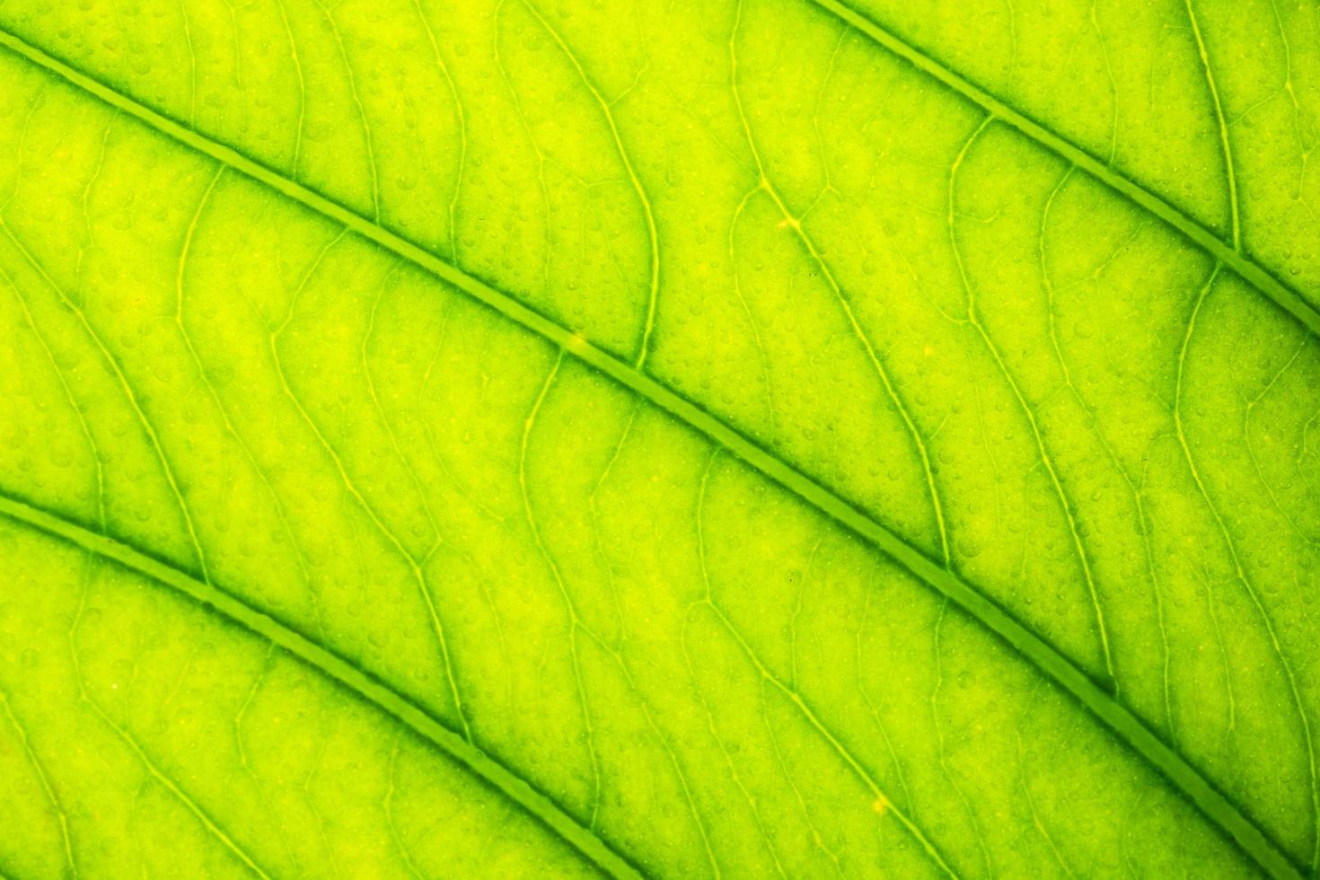 groene bladachtergrond foto