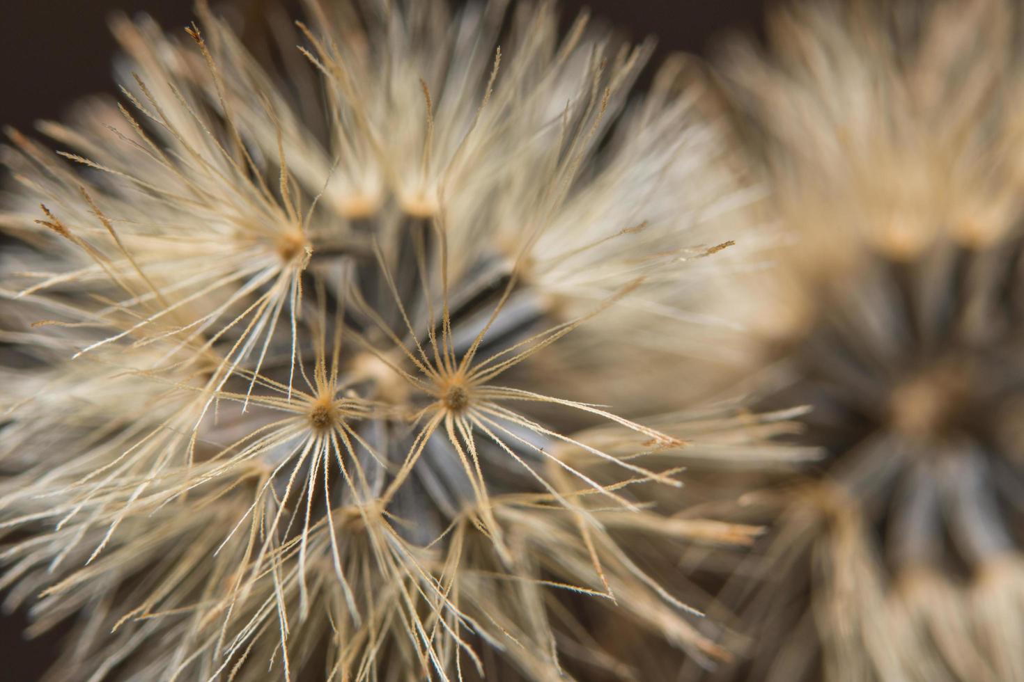 bruin wilde bloemen close-up foto