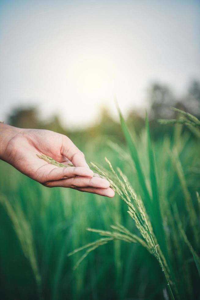 hand aanraken van een rijstplant foto