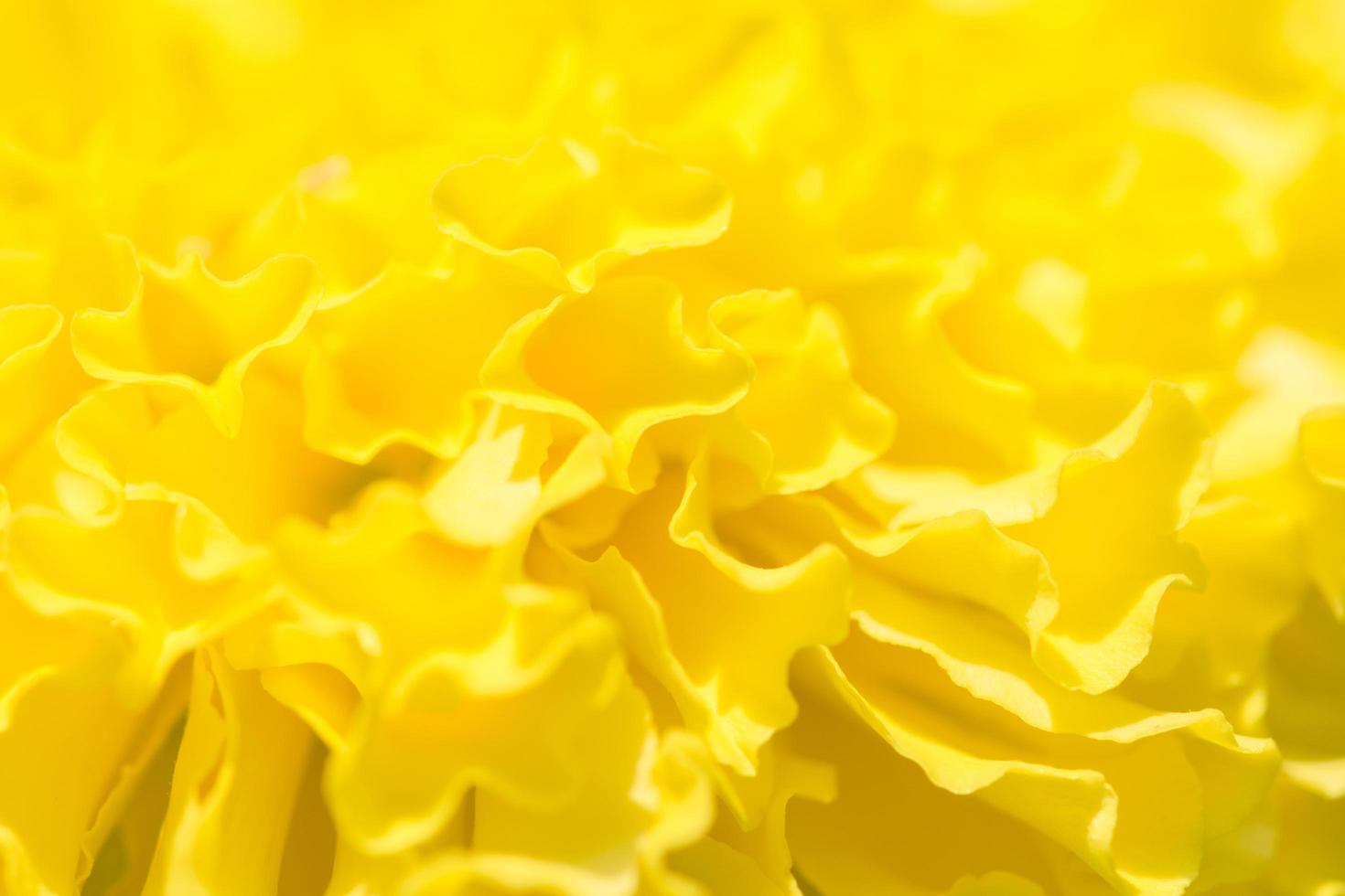 gele goudsbloem bloem achtergrond foto