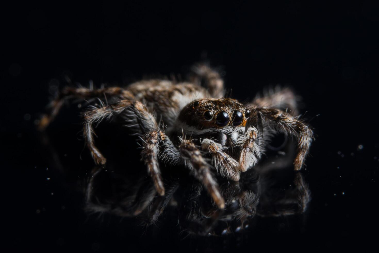 spin op zwarte spiegel foto