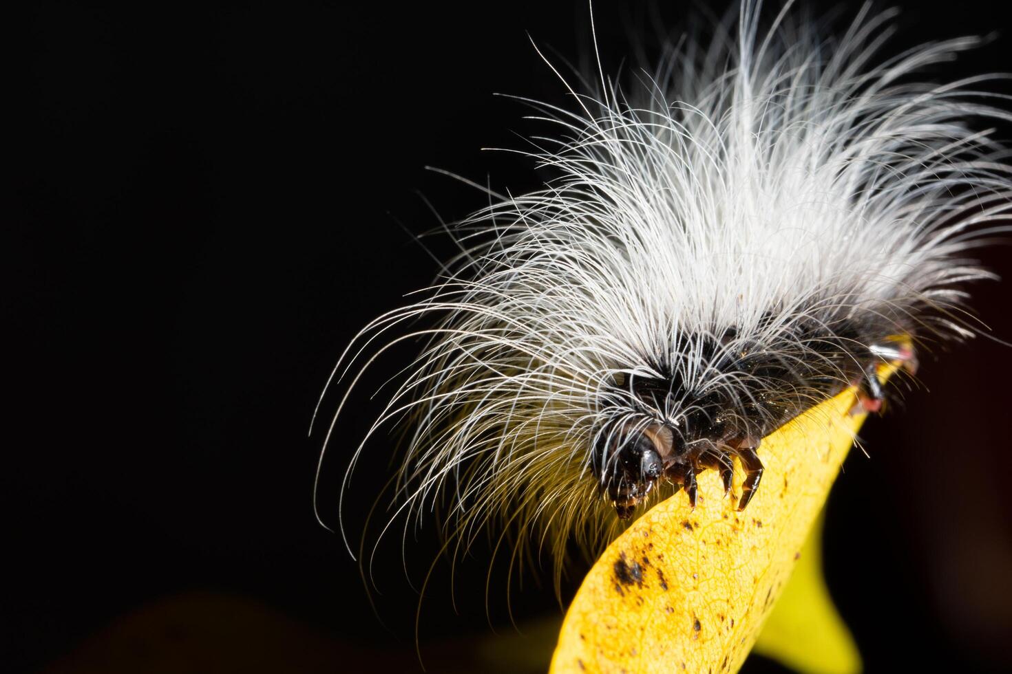 worm op een blad foto