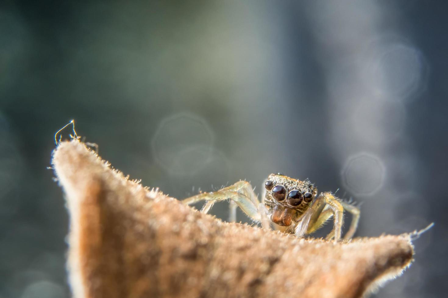 spin op een tak foto