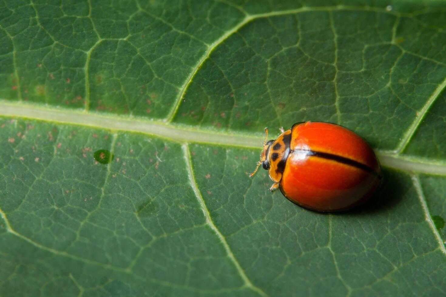 rood lieveheersbeestje op een blad foto