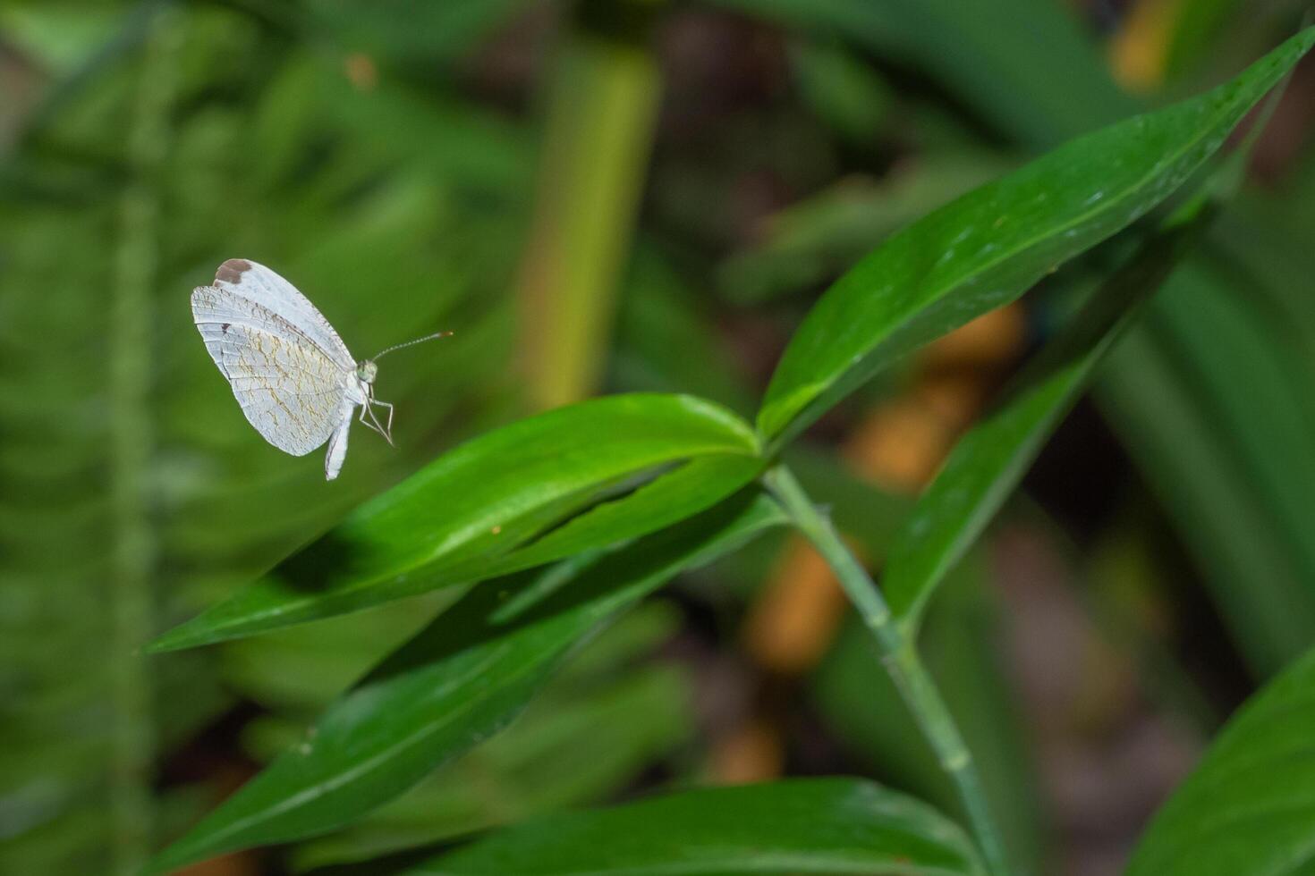 vlinder vliegt over groene planten foto