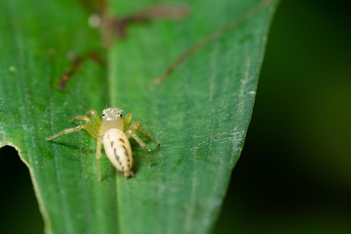 spin op een blad foto