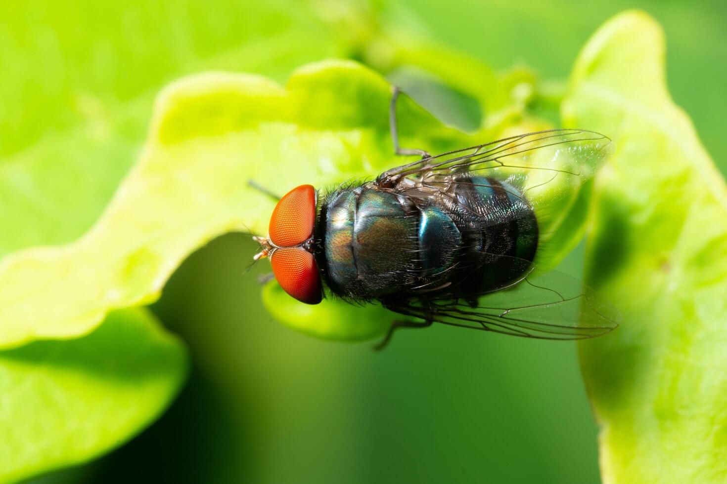 vliegen op een blad foto