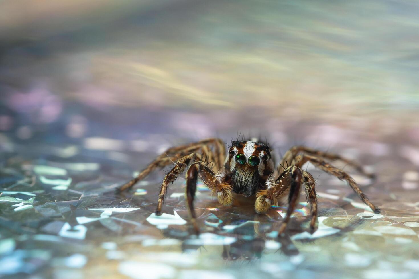 spin op een reflecterend oppervlak foto