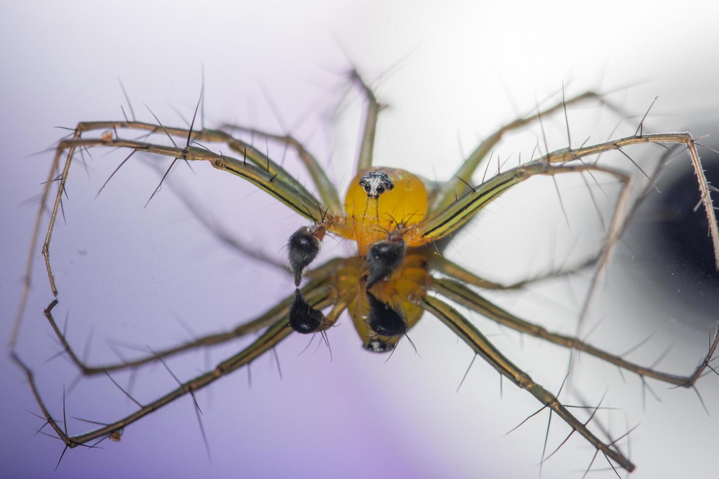 spin op een reflecterende achtergrond foto