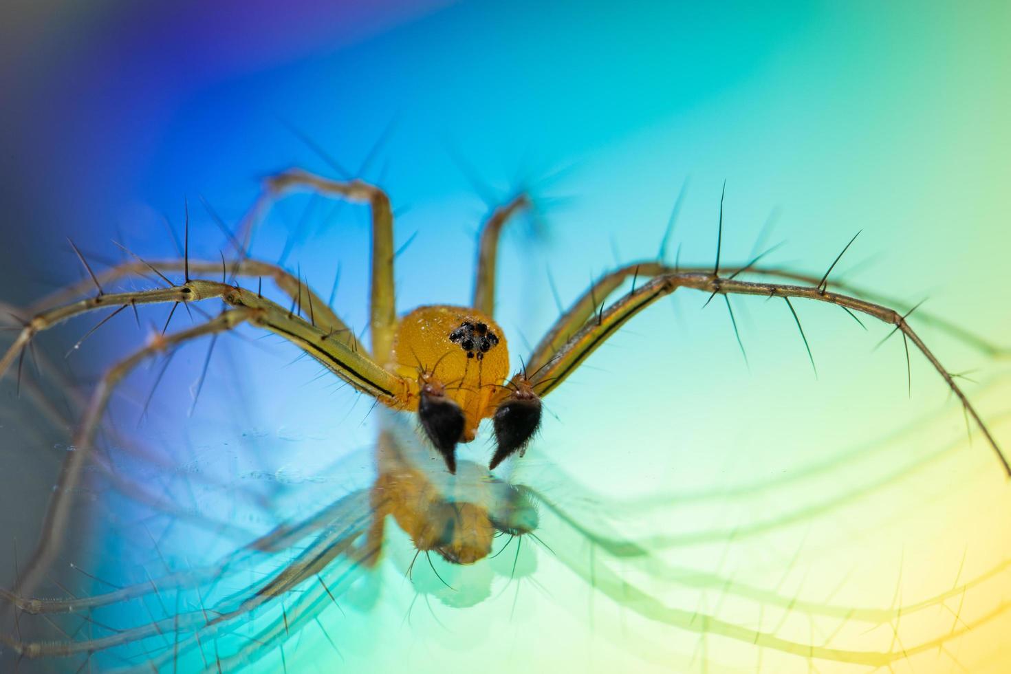 spin op een reflecterende achtergrond foto