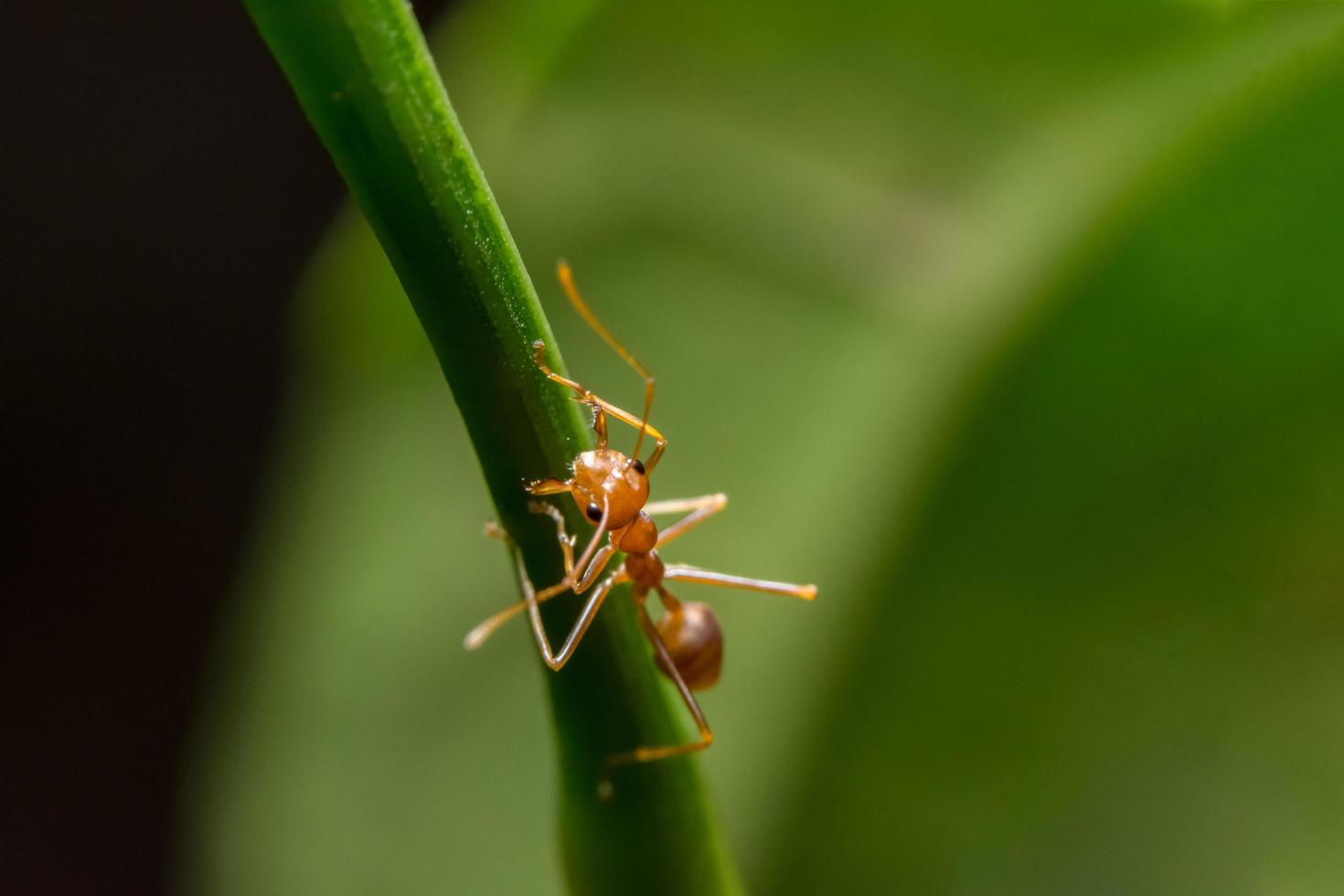 rode mier op een plant foto