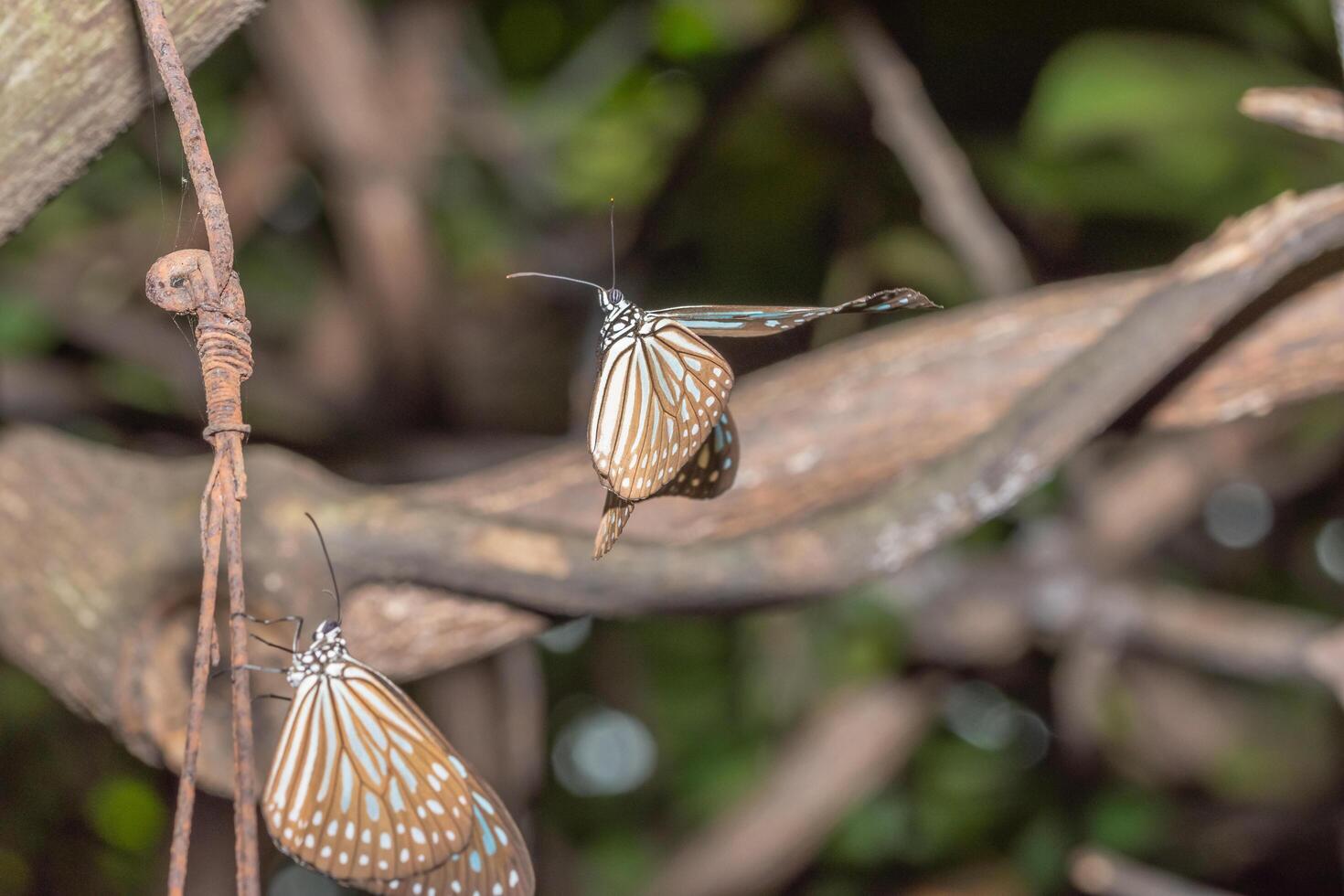 vlinders in de natuur foto