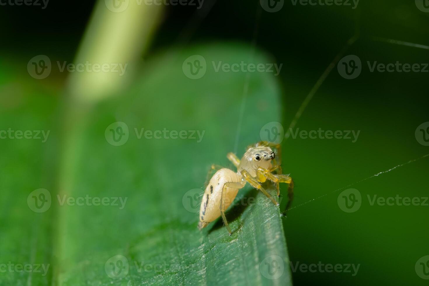 spin op een blad foto