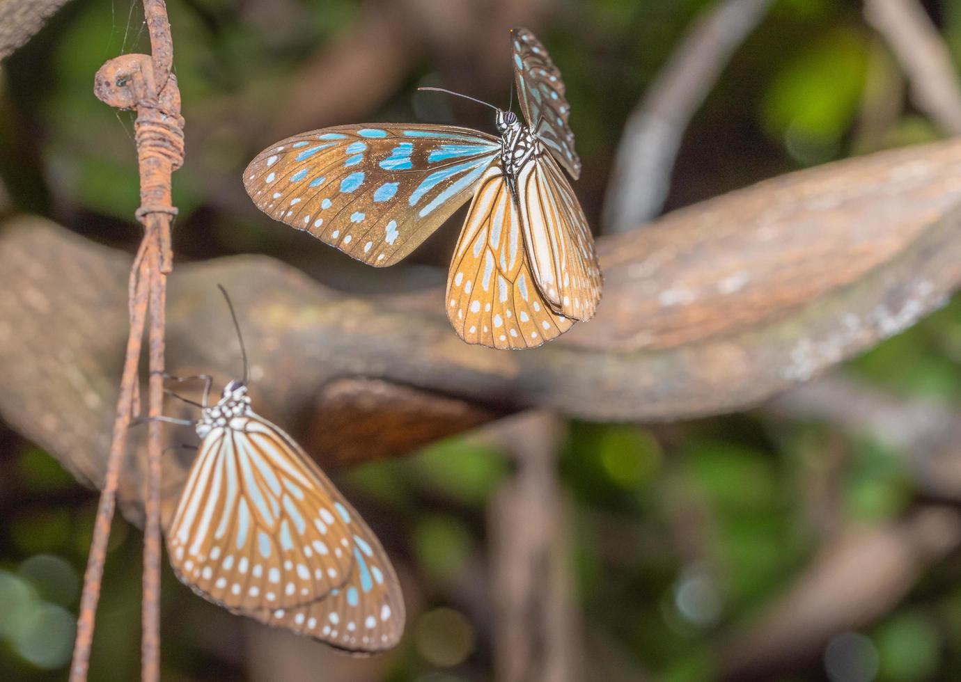 vlinders in de natuur foto