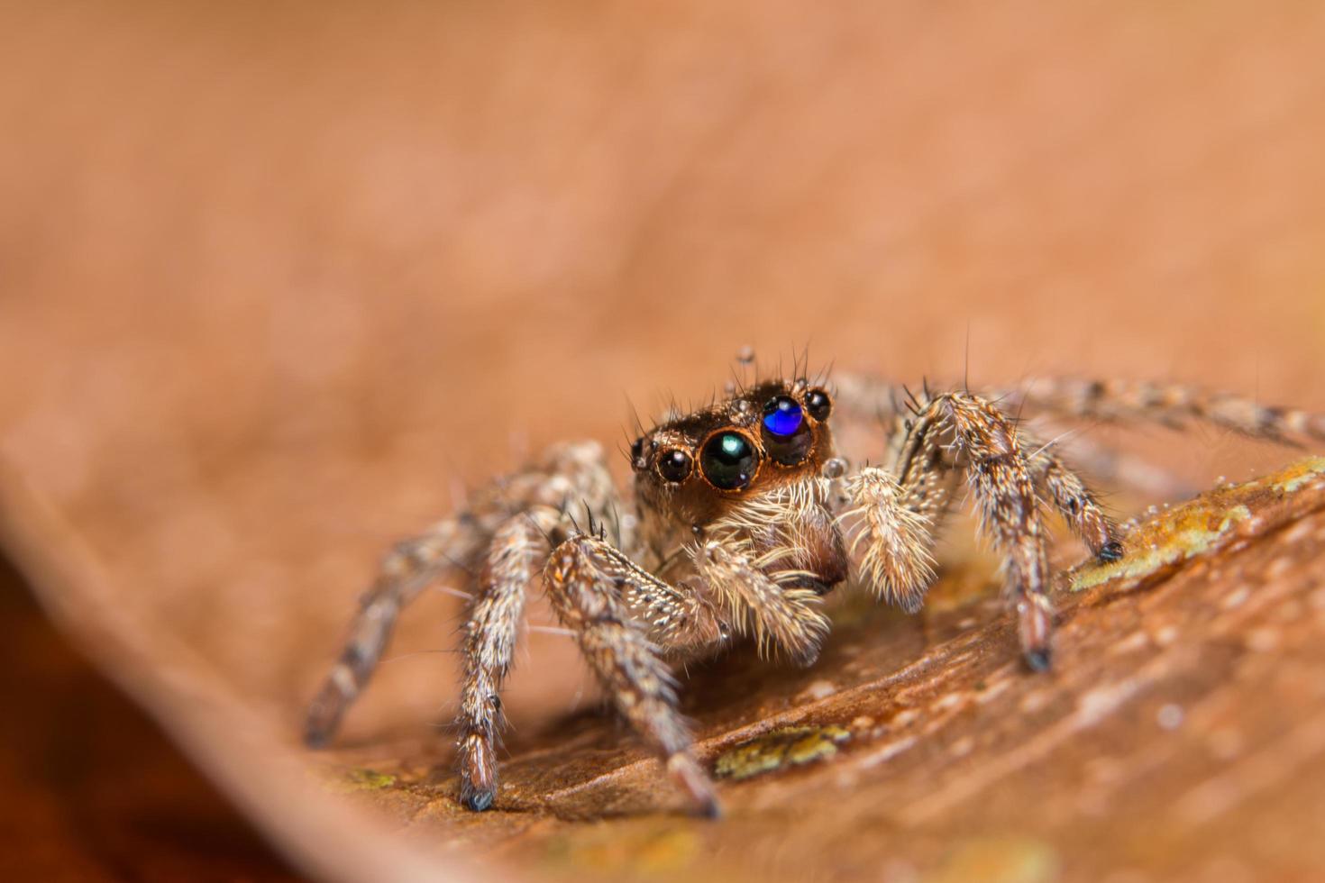 spin op een blad foto