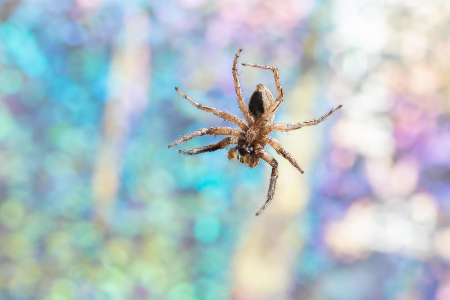spin op een kleurrijke achtergrond foto