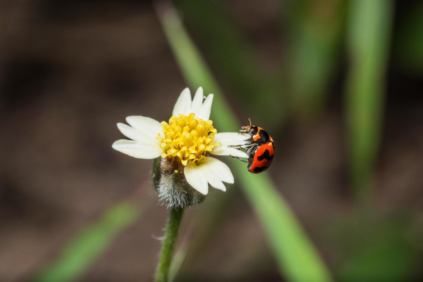 lieveheersbeestje op een bloem foto