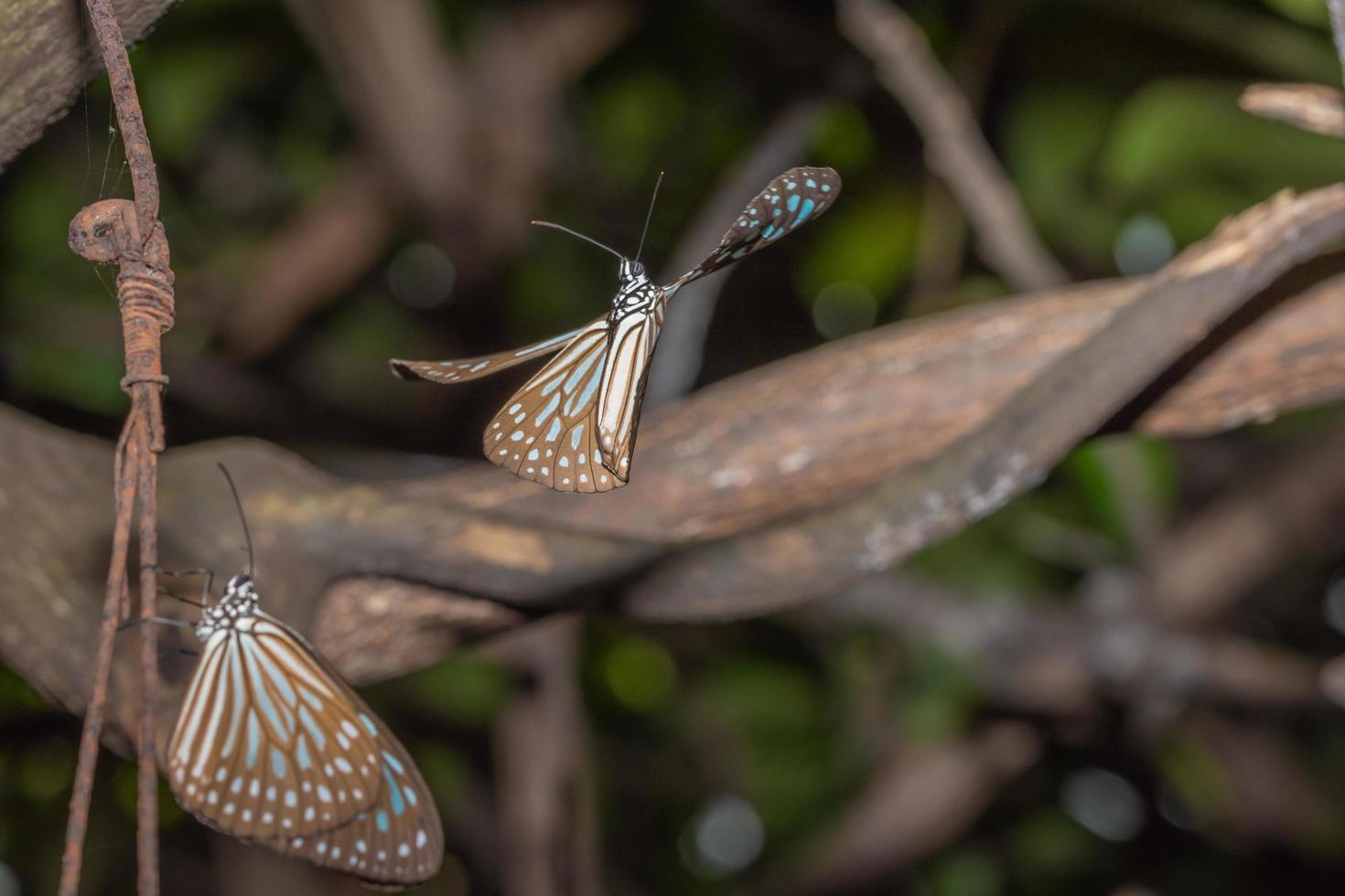 vlinders in de natuur foto