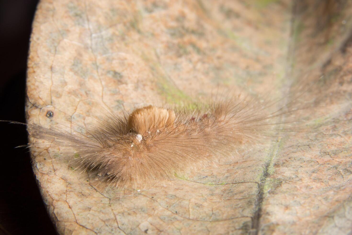 worm op een droog blad foto