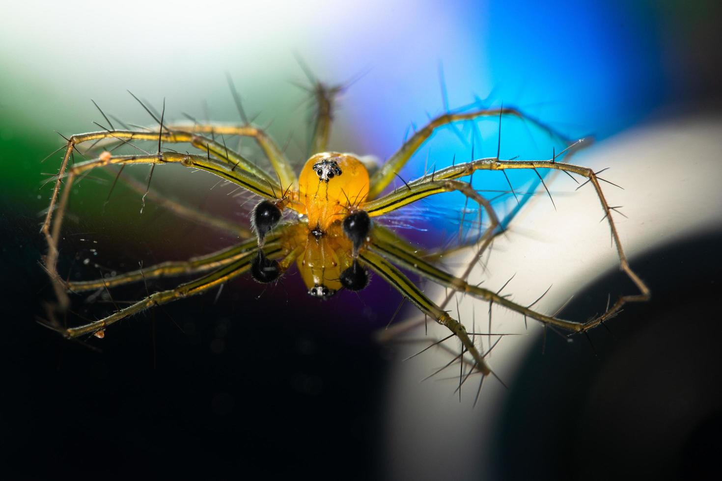 spin op een reflecterende achtergrond foto