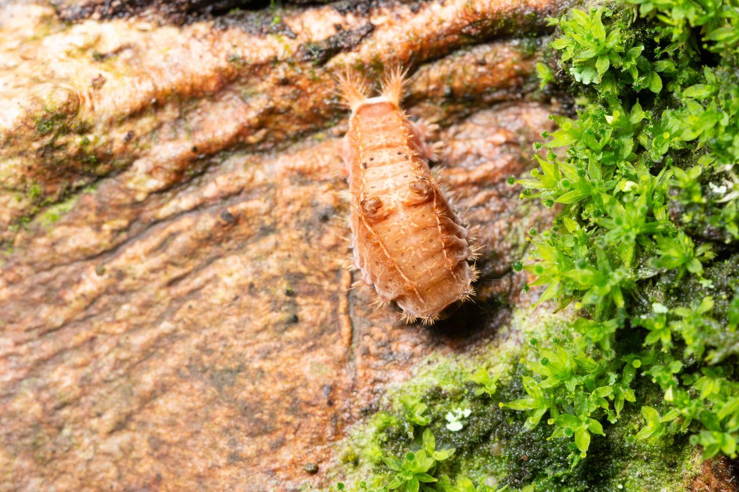 worm op een boom foto