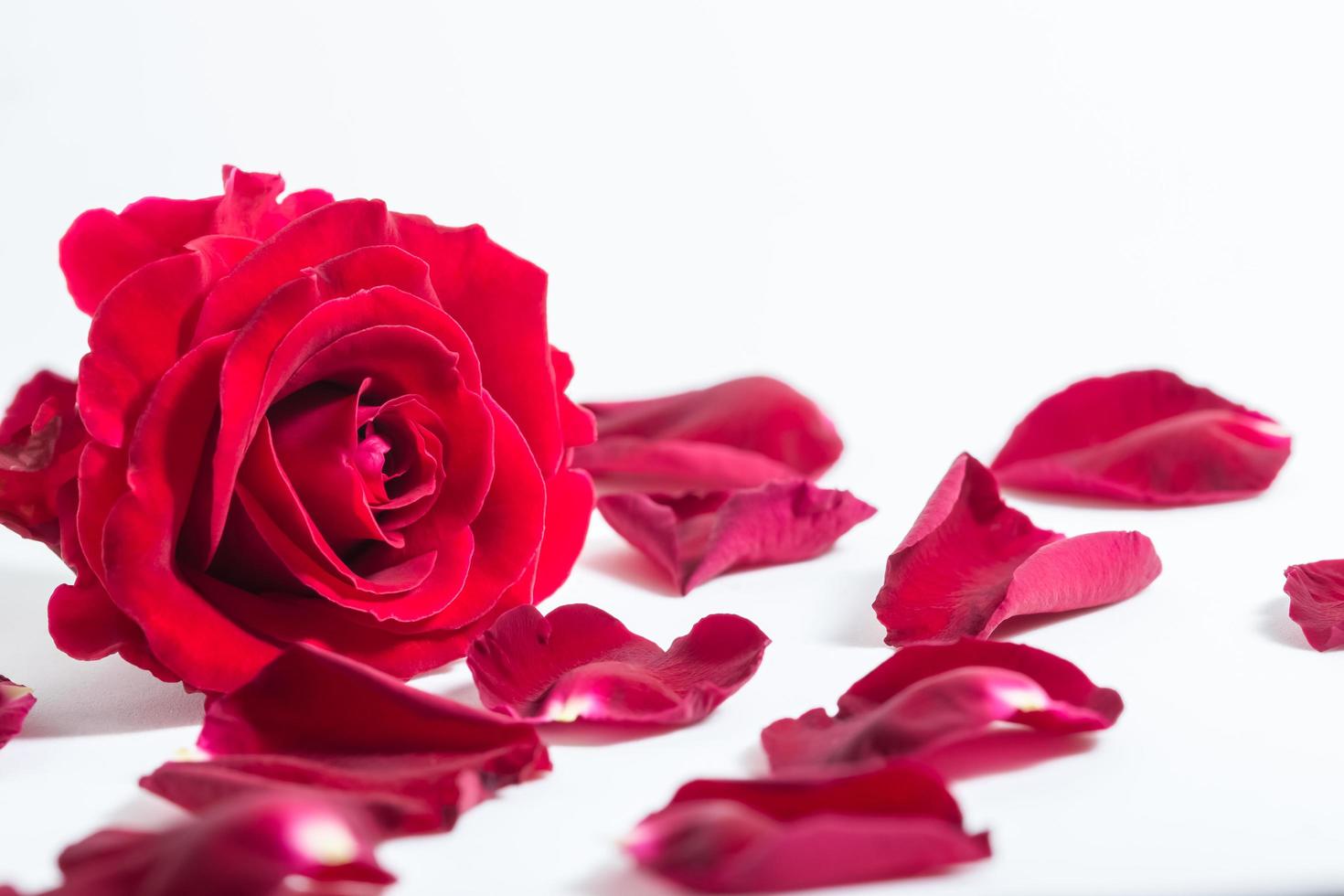 rode roos op witte achtergrond foto