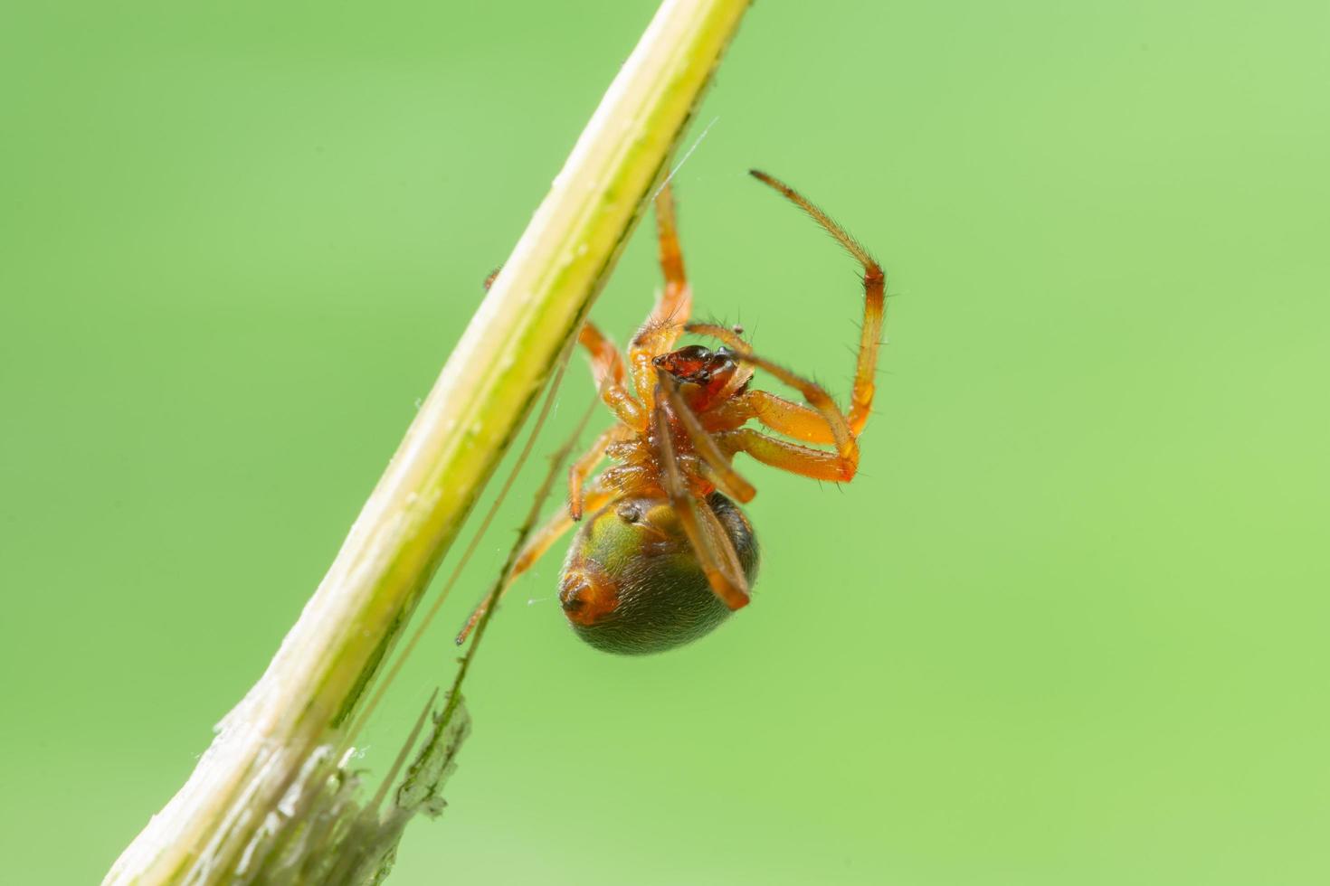 spin op een blad foto