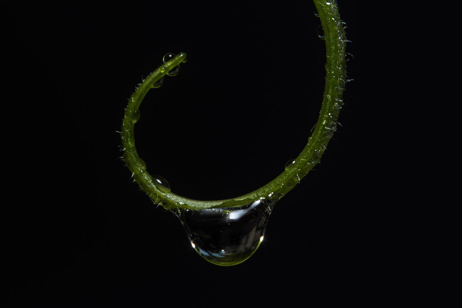 druppels water op een plant foto