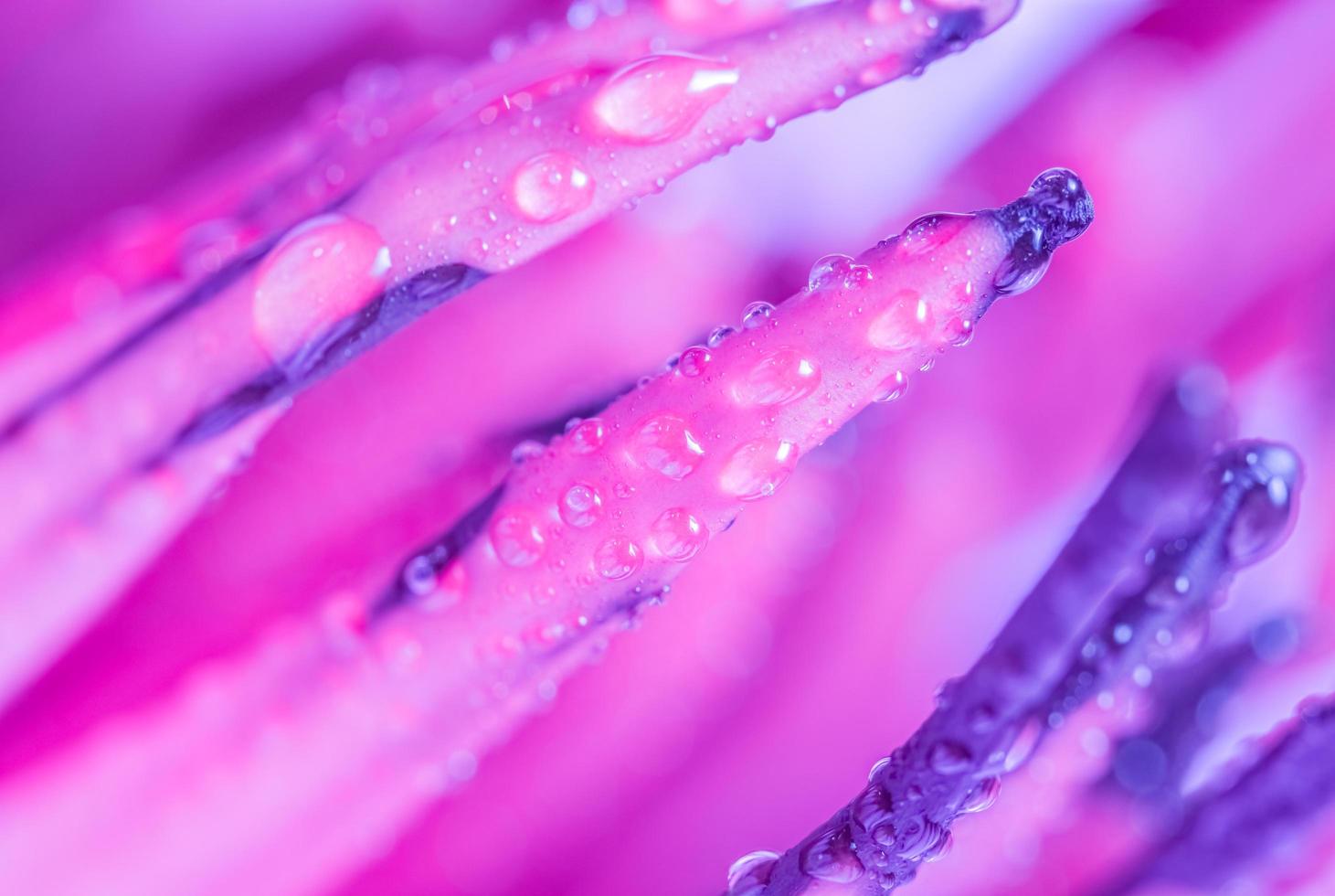 waterdruppels op violet lotusstuifmeel foto