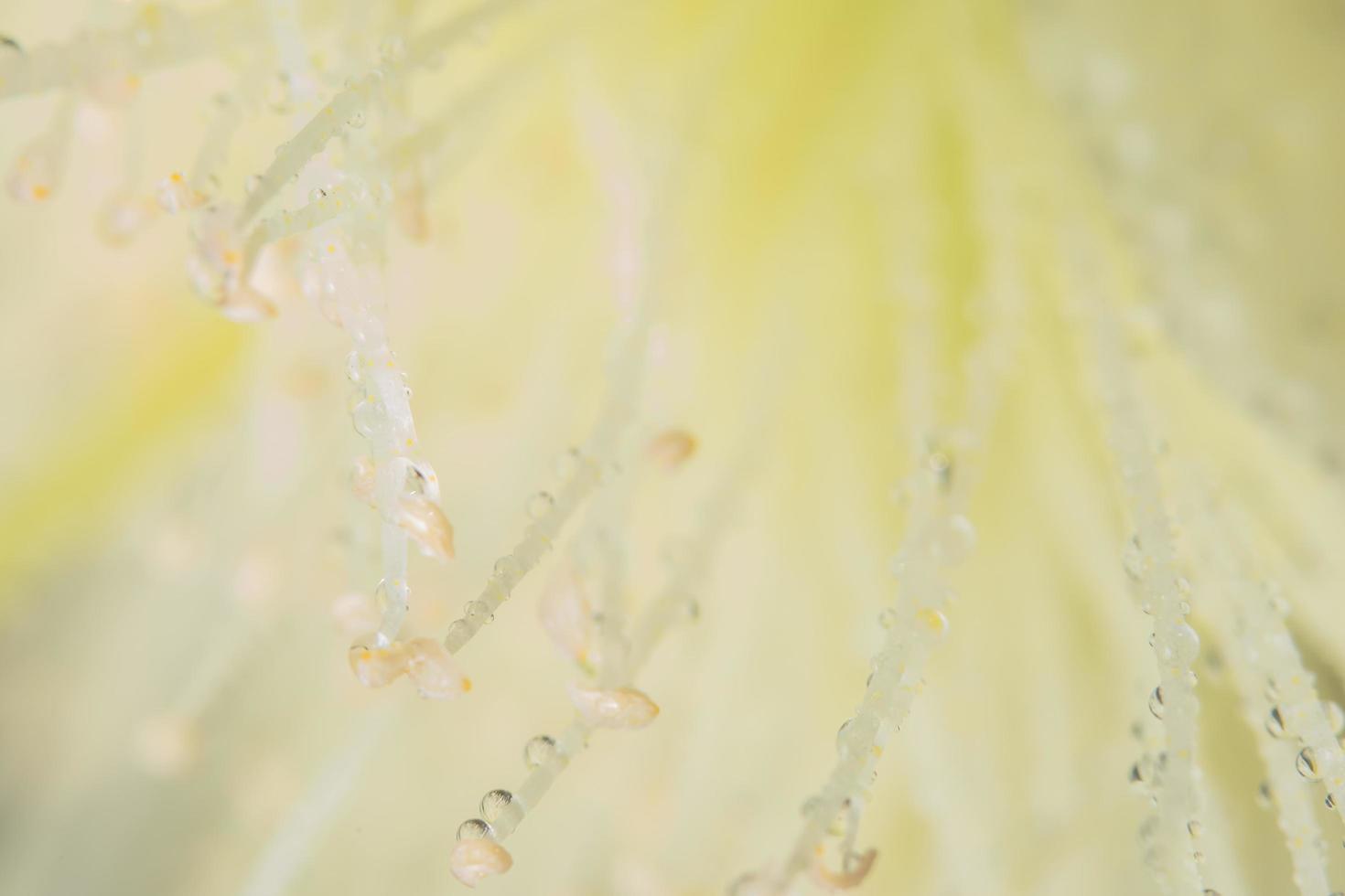 waterdruppels op gele bloemblaadjes foto