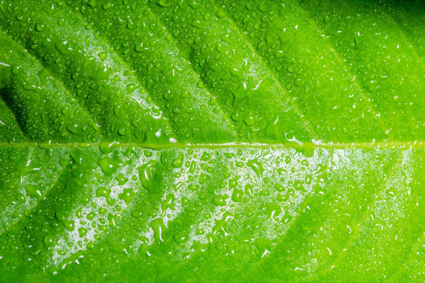 druppels op een groen blad foto
