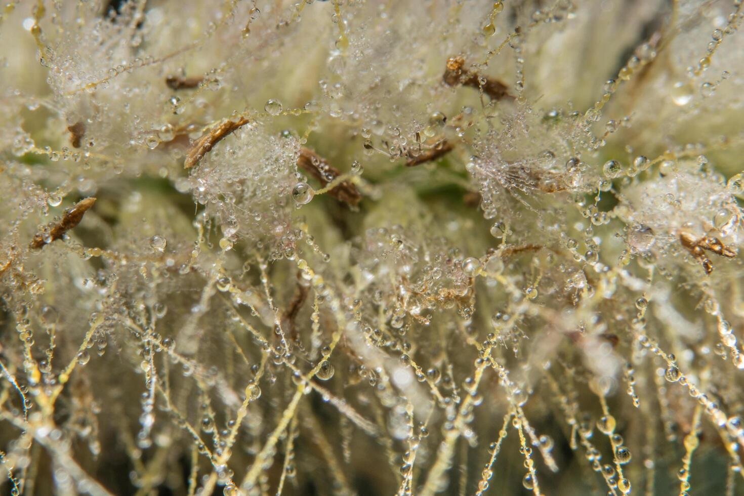 waterdruppels op de bloem van pennisetum, close-up foto