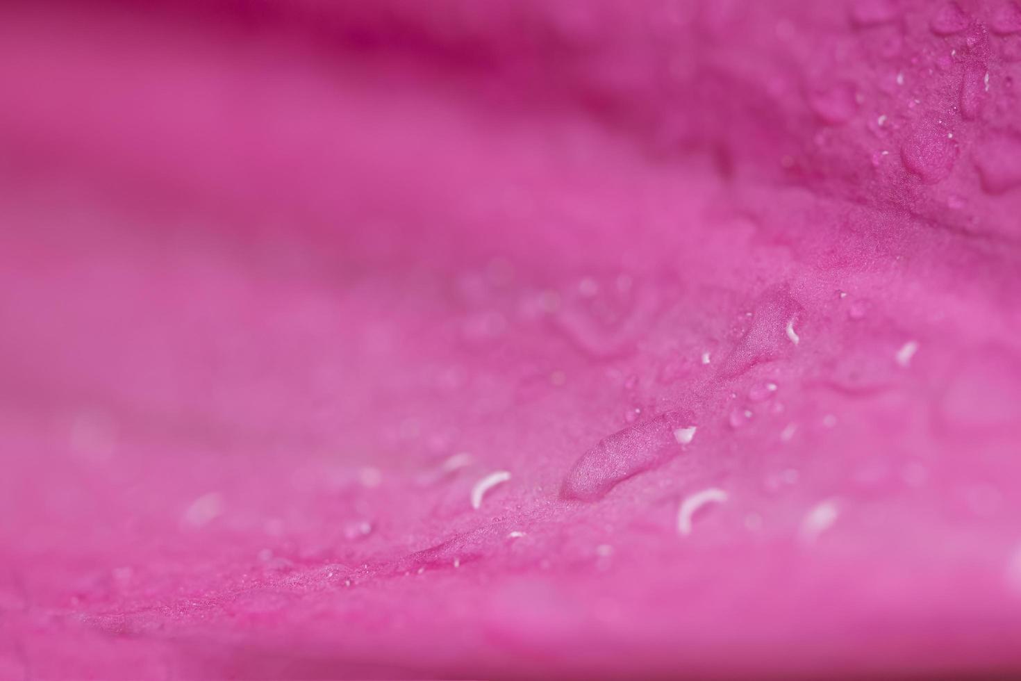 waterdruppels op lotusbloemblaadjes foto