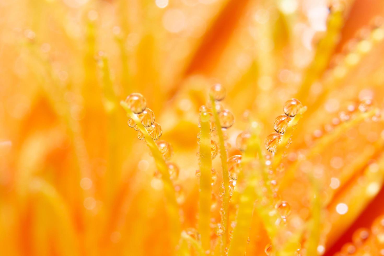 waterdruppels op oranje bloemblaadjes, close-up foto