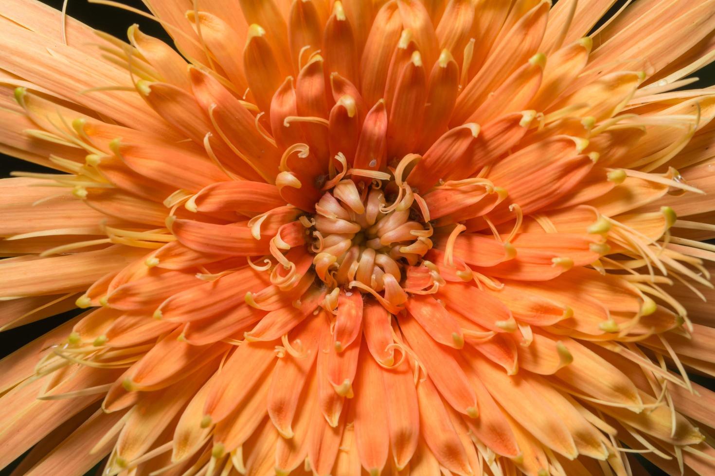 oranje bloemachtergrond foto
