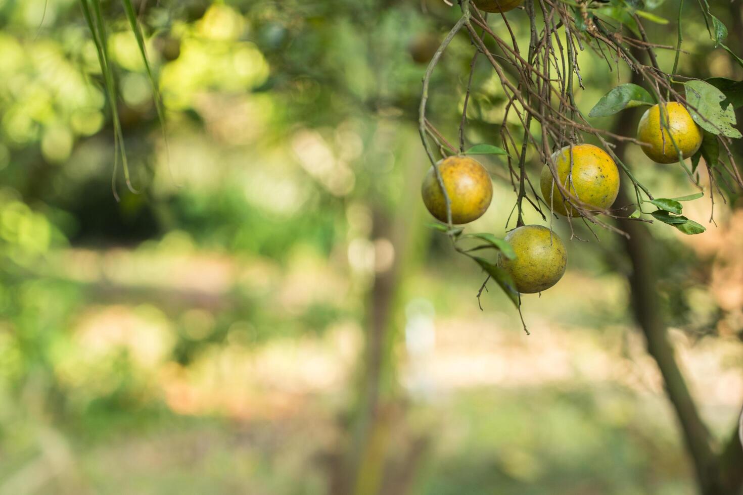 sinaasappelen aan de boom foto