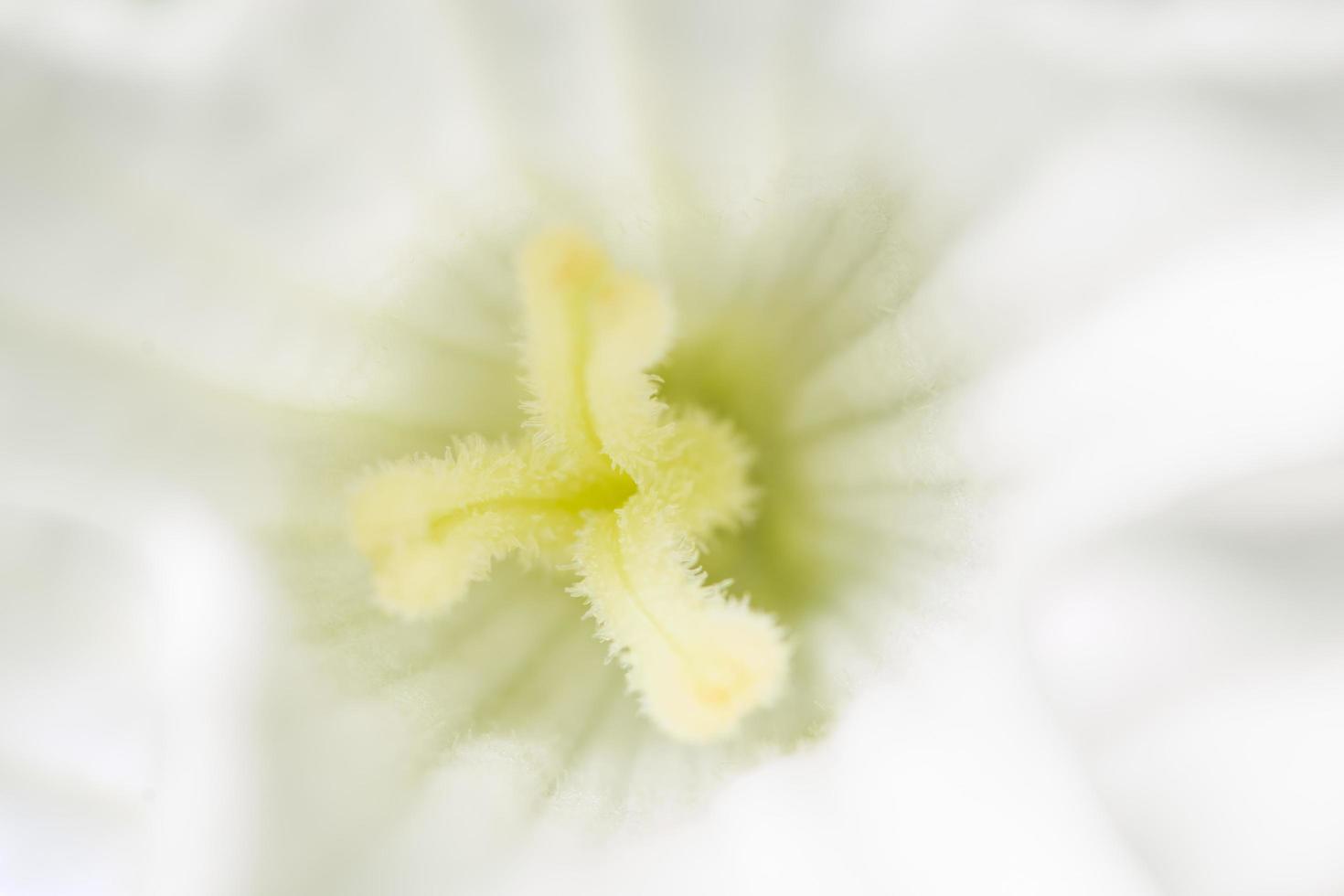 witte bloem macro foto