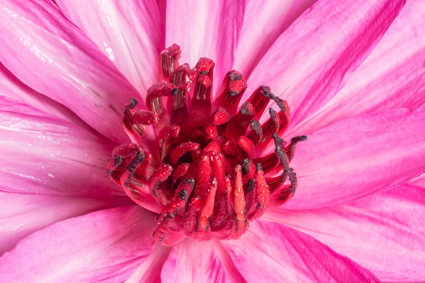 lotus achtergrond, close-up foto