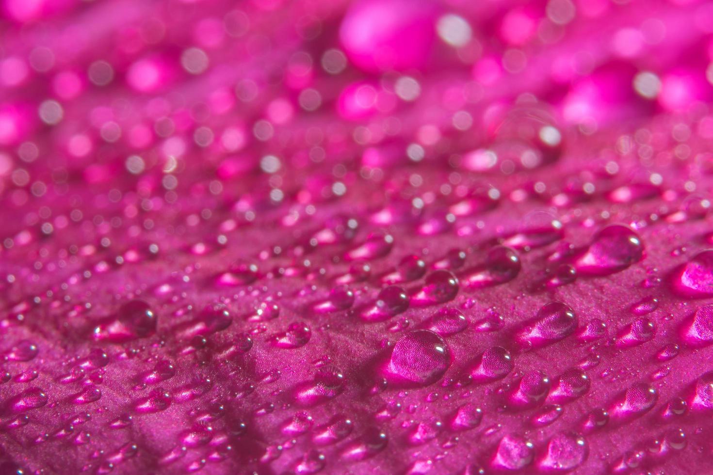 druppels water op roze bloemblaadjes, close-up foto