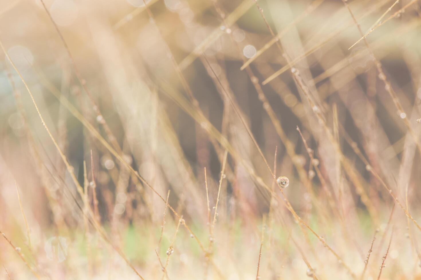 waterdruppels op wilde bloemen, onscherpe achtergrond foto