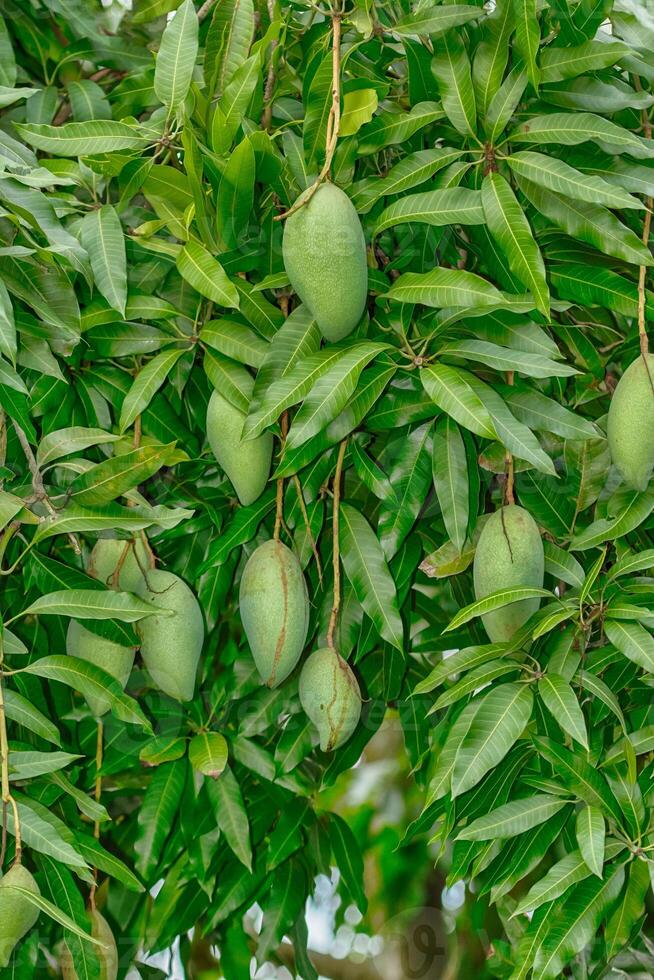 mangovruchten aan de boom foto