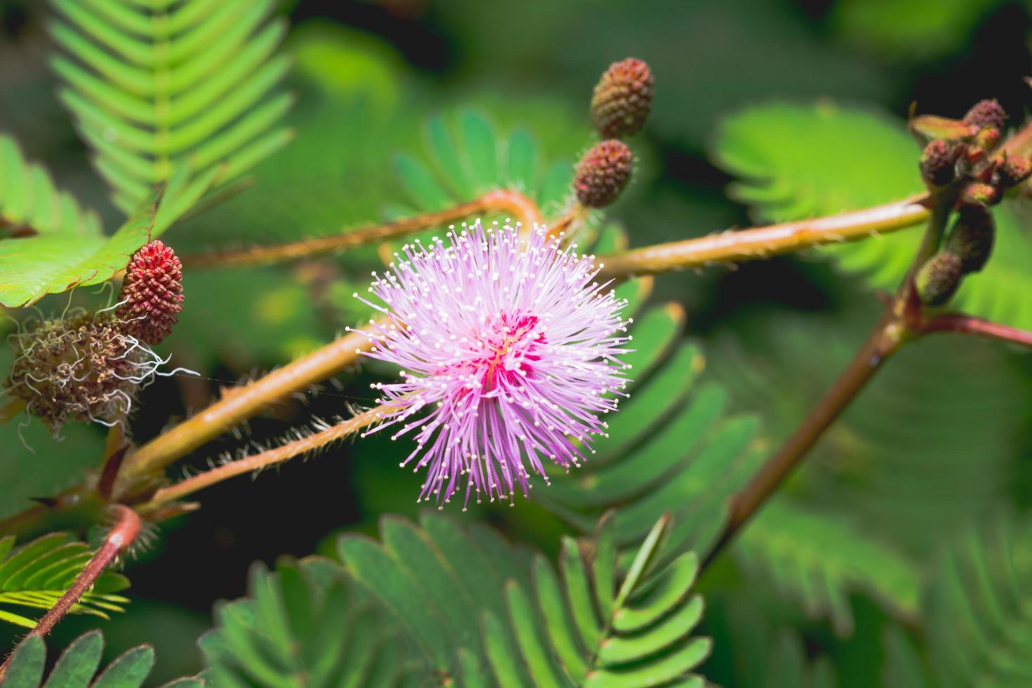 mimosa pudica bloemen foto