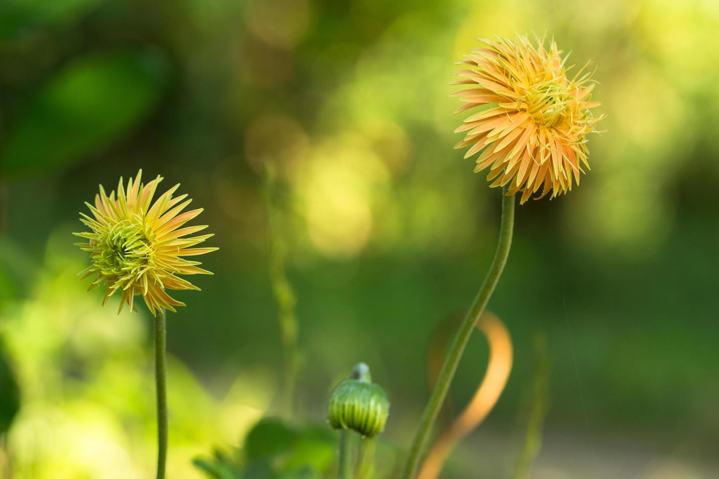 gele bloemen close-up foto