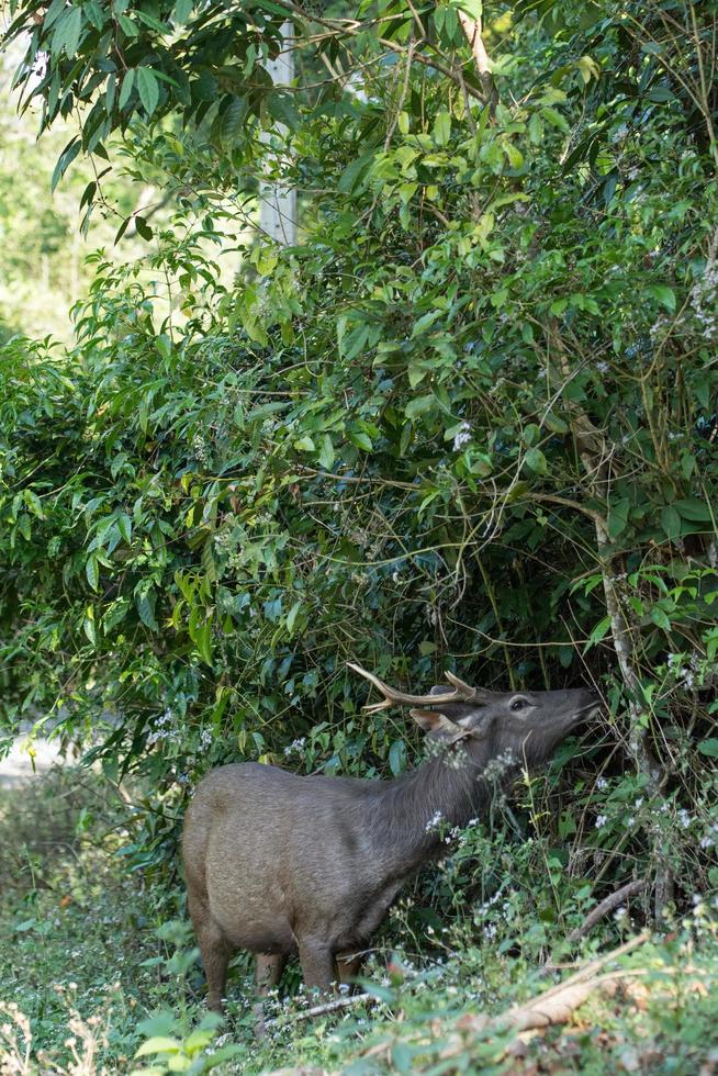 sambarherten in het nationale park van khao yai foto