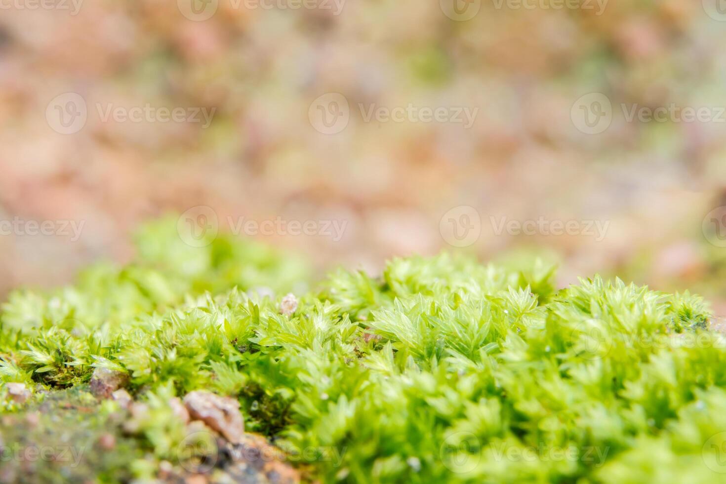 groen litchi mos close-up foto